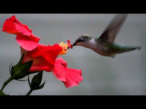 Hummingbird eating from a flower