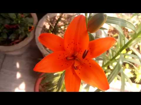 Beautiful Tiger Lily flower | नारंगी टाइगर लिली फूल