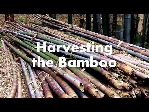 How Bamboo Fabric is Made