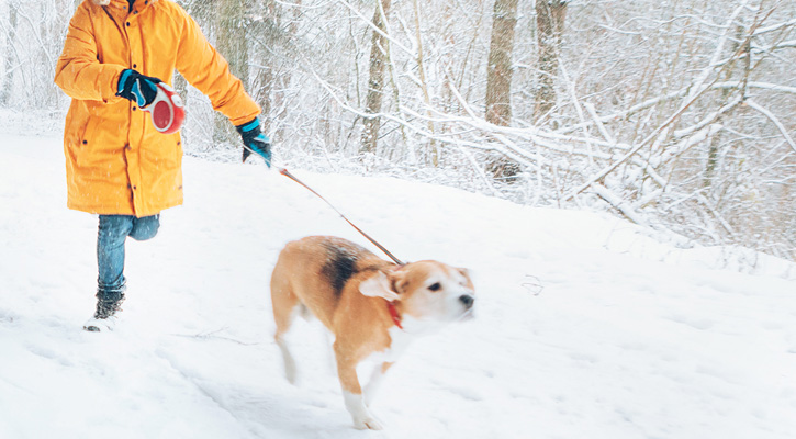 person with dog in snowy forest