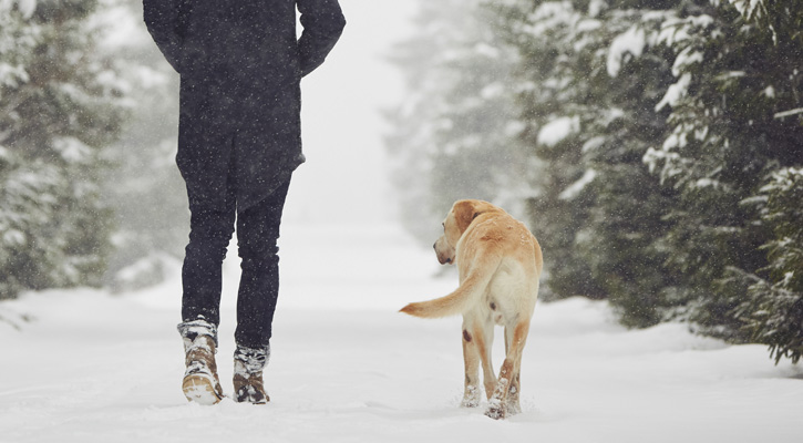 person with snow boots walking on snow with dog