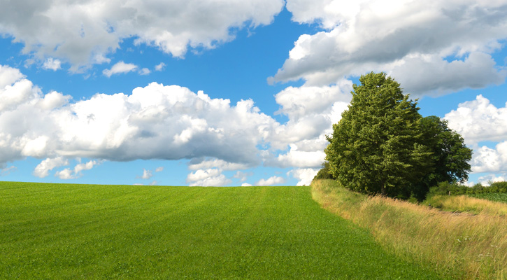 natural landscape green fields and trees