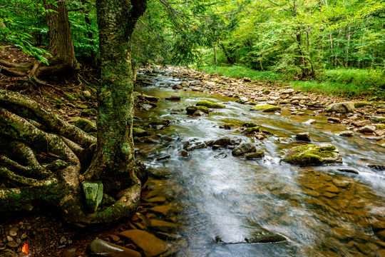 river in a forest