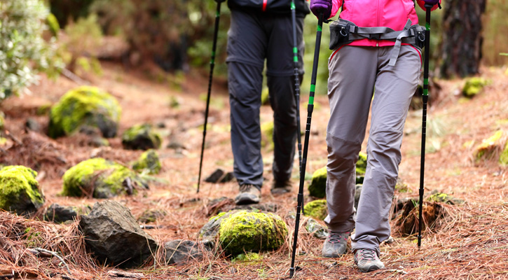 hikers on a forest trail