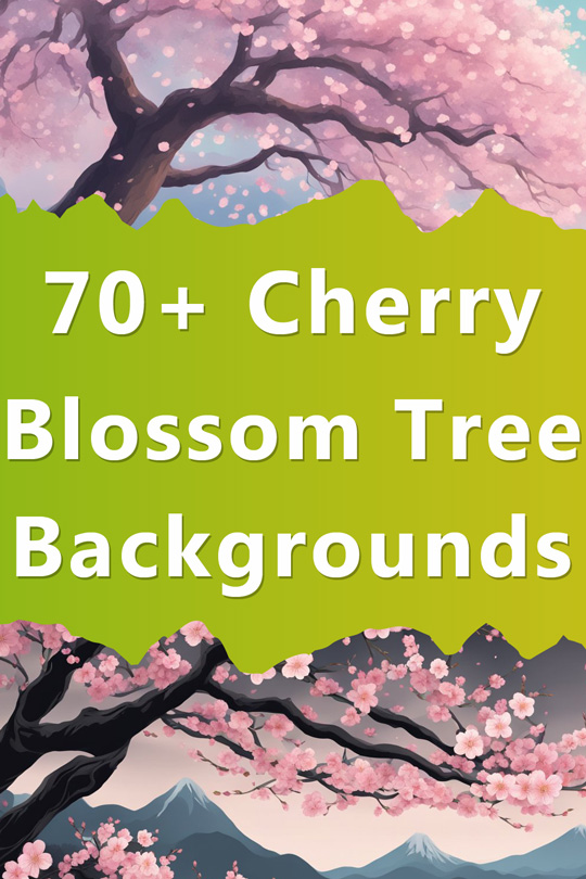 Cherry Blossom Tree Background Illustrations