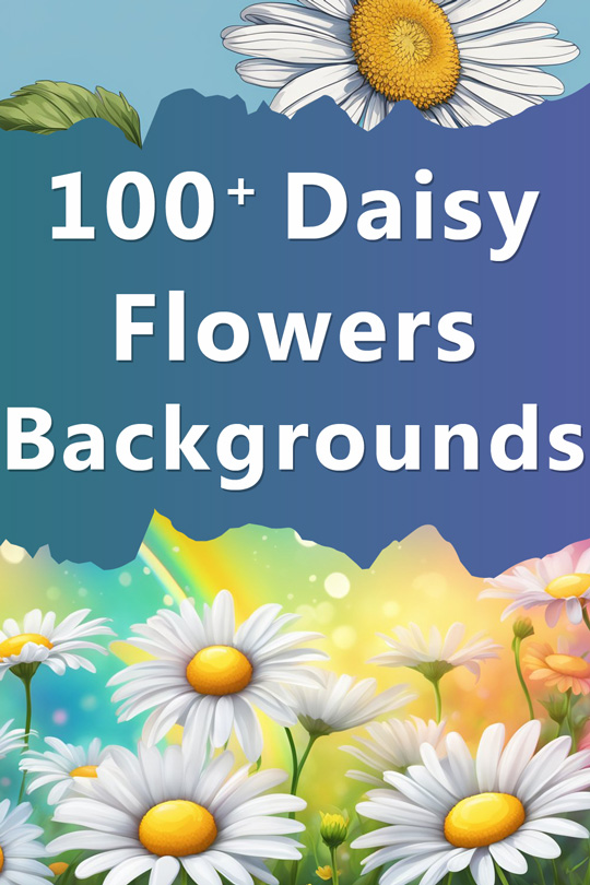 Daisy Flower Aesthetic Backgrounds, Wallpapers, Illustrations