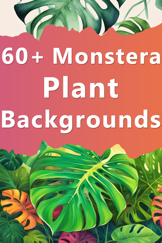 Monstera Plant Aesthetic Illustration Backgrounds