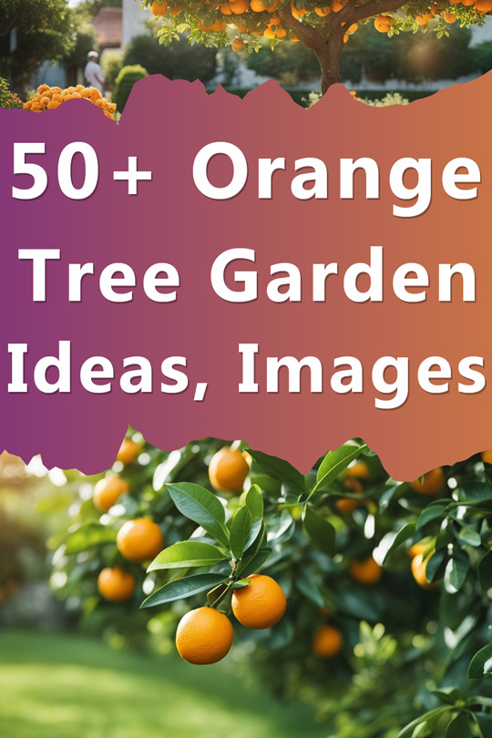 Orange Tree Garden Ideas, Backgrounds, Inspiration