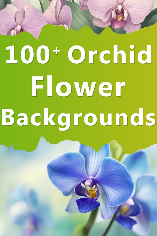 Orchid Flower Aesthetic Illustration Backgrounds, Wallpapers, Patterns