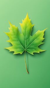 maple leaf green background illustration 3