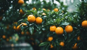 orange tree garden raining