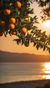 orange trees near Mediterranean sea