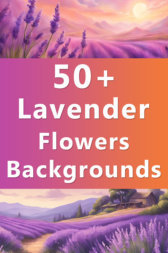 Lavender Flowers Backgrounds, Wallpapers, Illustrations