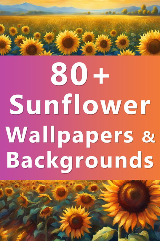 Sunflower Backgrounds, Wallpapers, and Illustrations