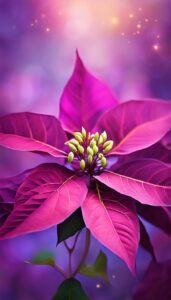 Purple Poinsettia Flower background 3