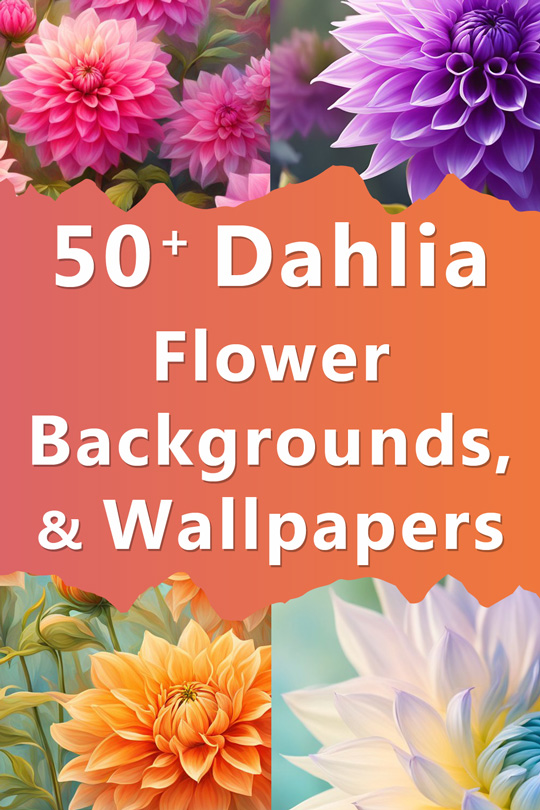 dahlia flower backgrounds wallpapers illustrations