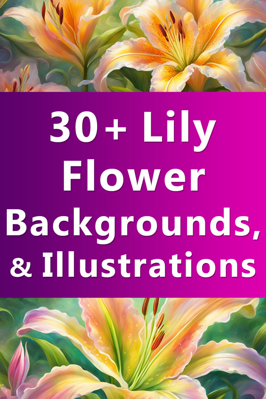 lily flower backgrounds wallpapers illustrations