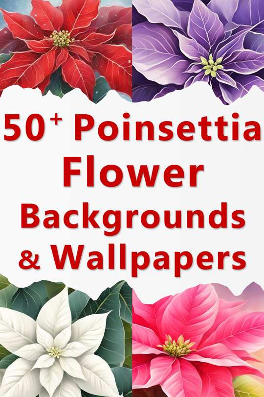 poinsettia flower backgrounds phone wallpapers illustrations